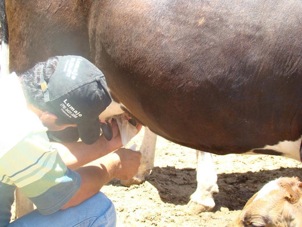 Prevenção e Controle da Mastite Bovina 3 esta alteração não está necessariamente relacionada com a mastite.