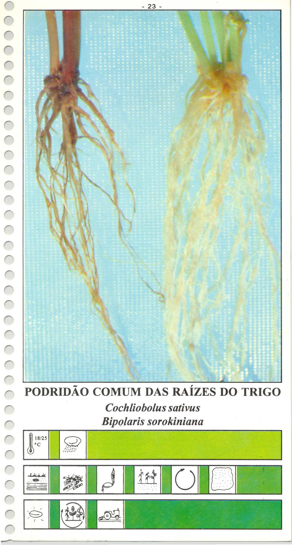 PODRIDÃO COMUM DAS RAÍZES DO TRIGO Cochliobolussativus