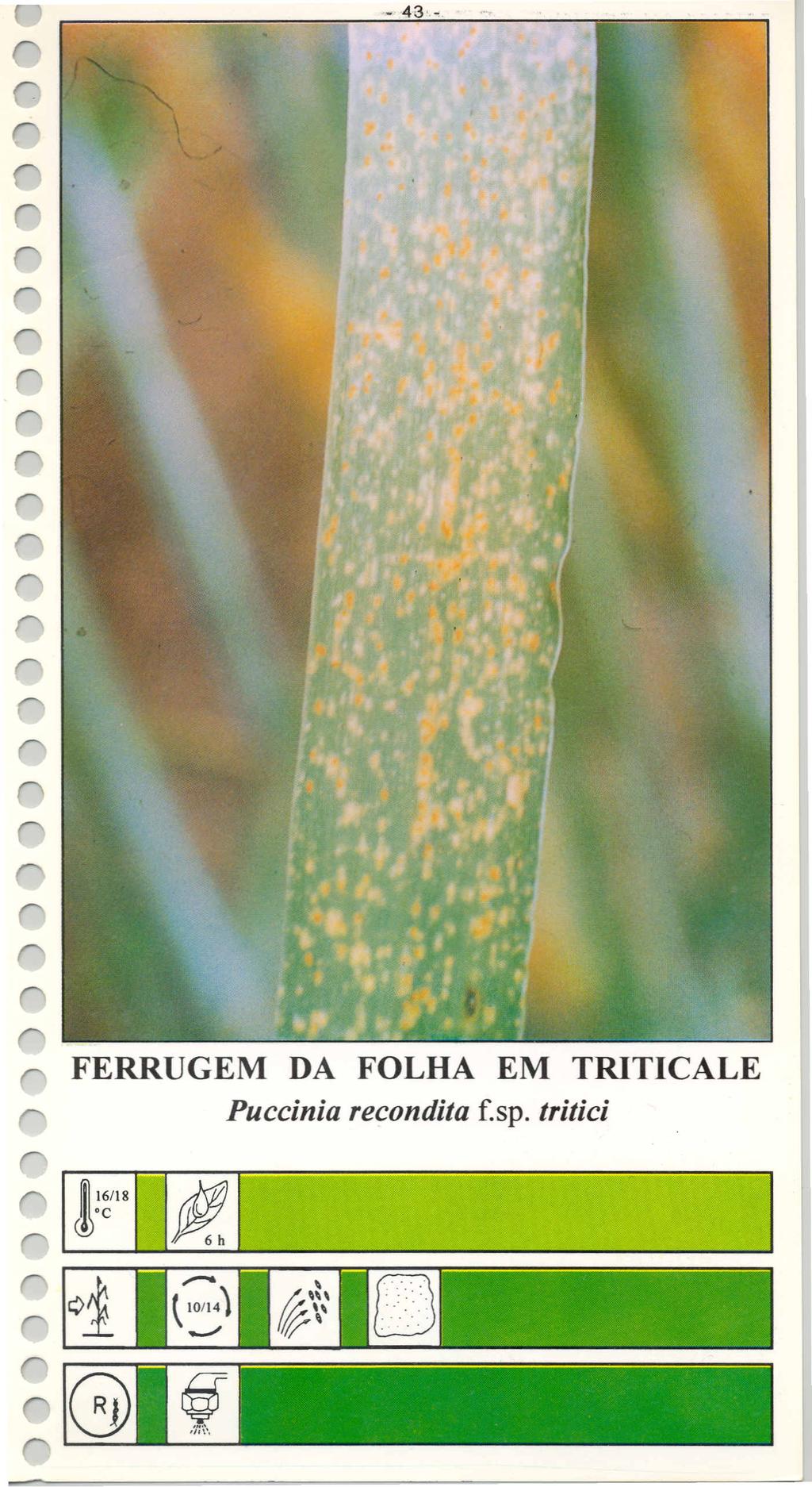 FERRUGEM DA FOLHA EM TRITICALE