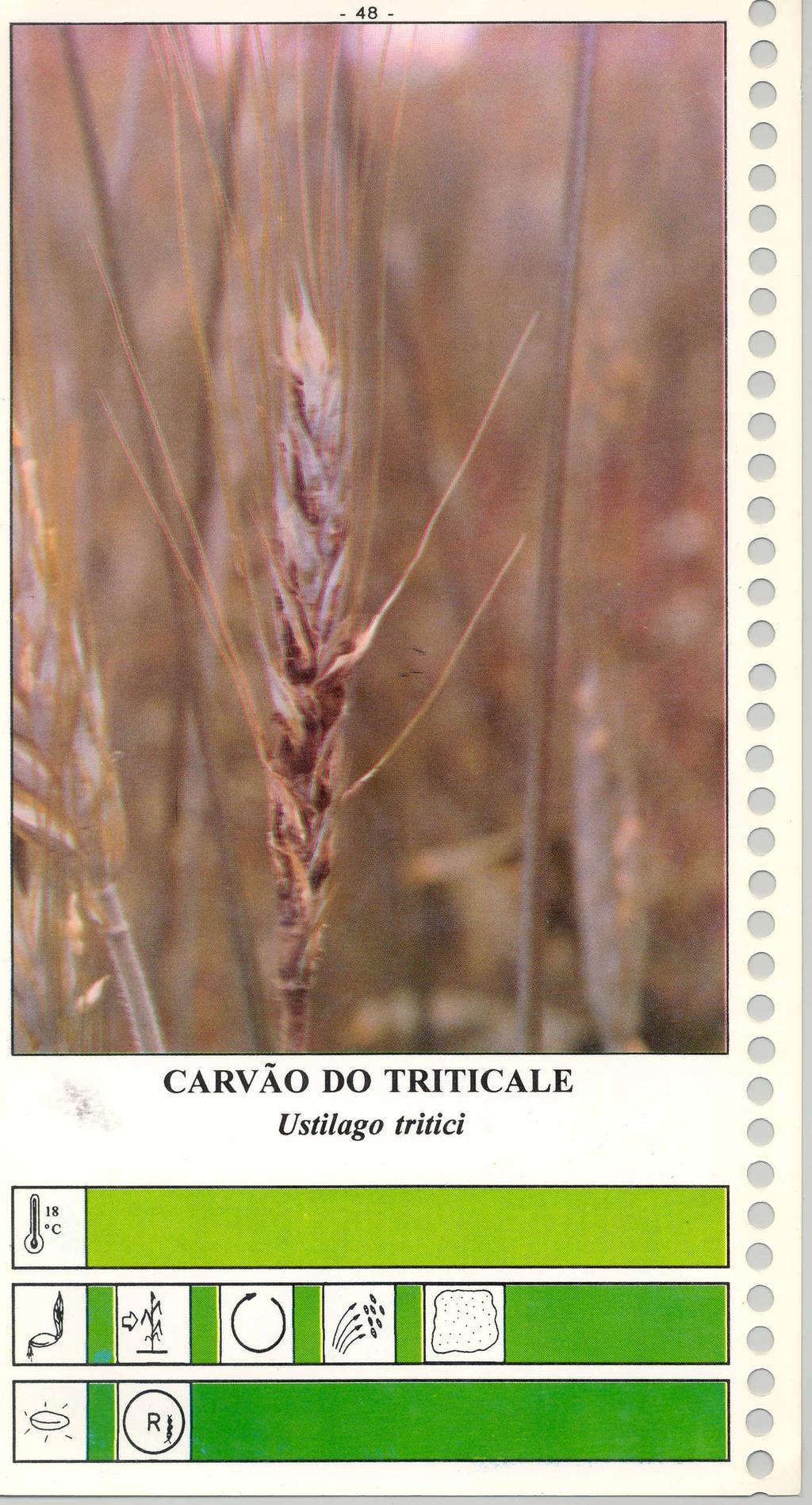 CARVÃO DO TRITICALE Ustilago