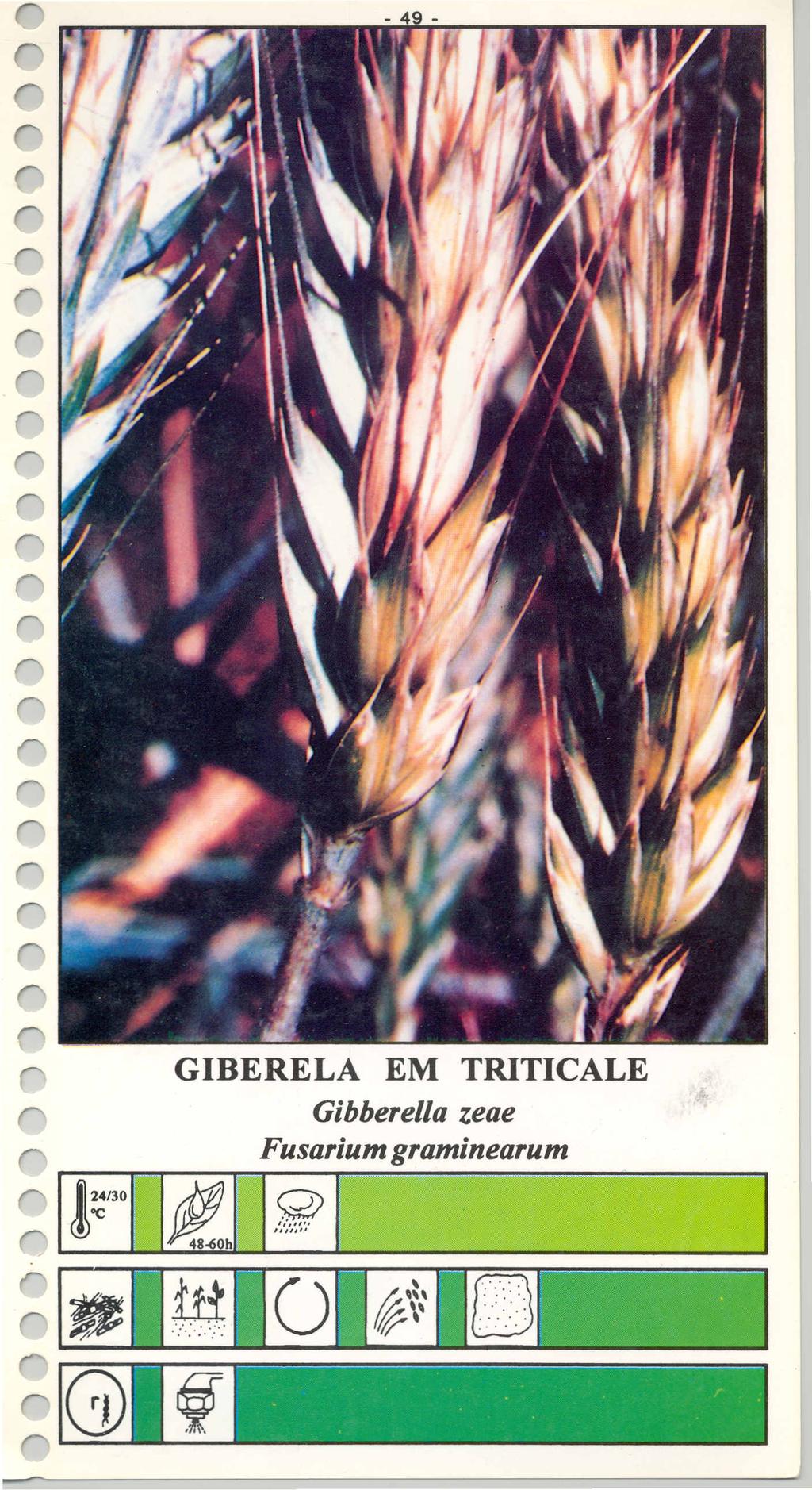 ~I GIBERELA EM TRITICALE Gibberella zeae Fusarium graminearum