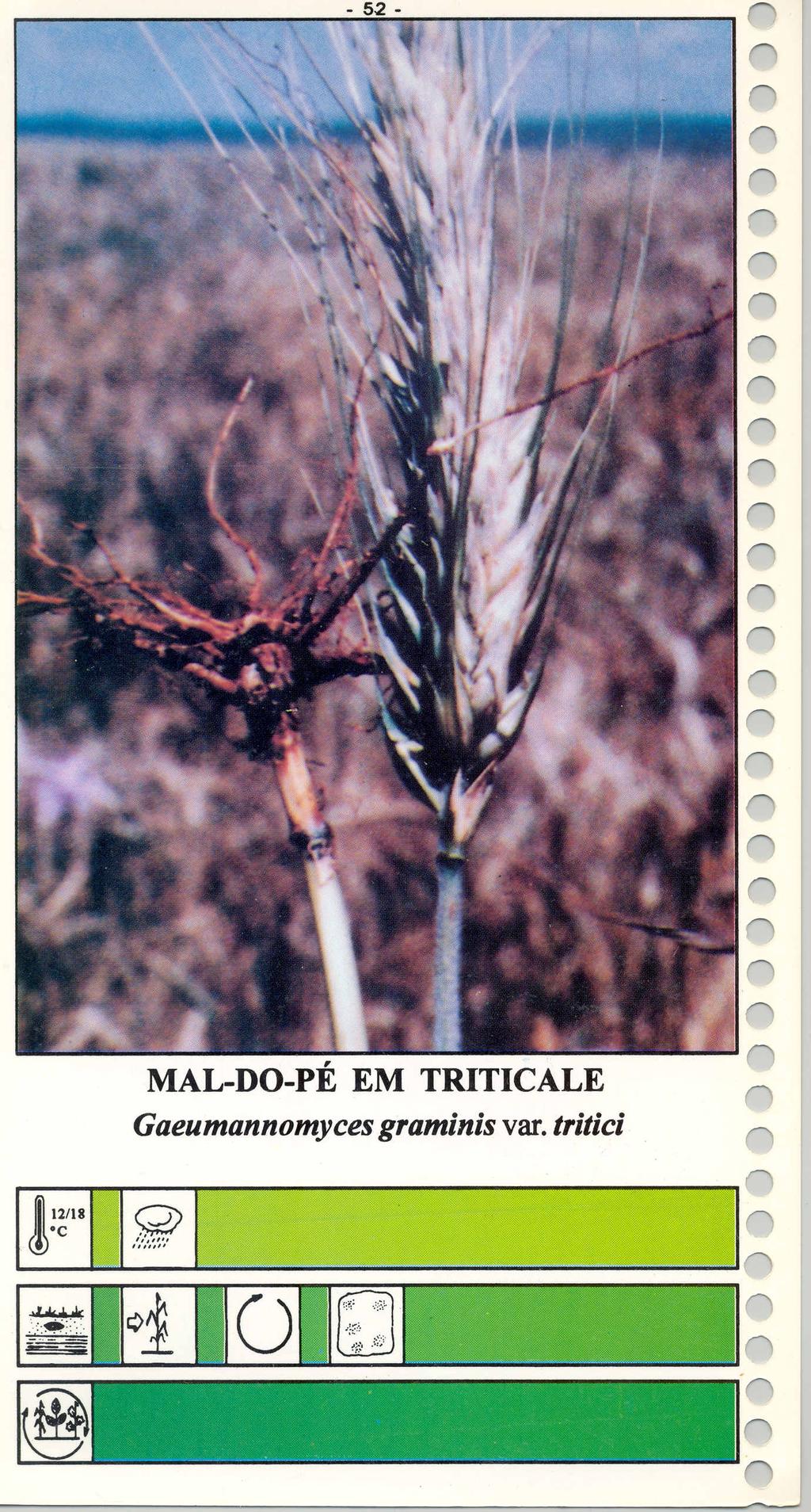 MAL-DO-PÉ EM TRITICALE Gaeumannomyces graminis