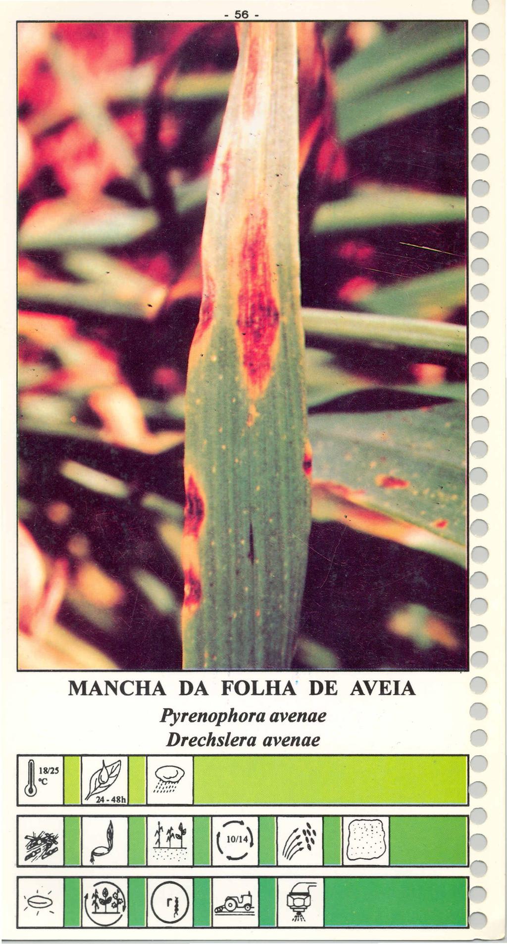 0'0 MANCHA DA FOLHA DE AVEIA ~renophoraavenae Drechslera