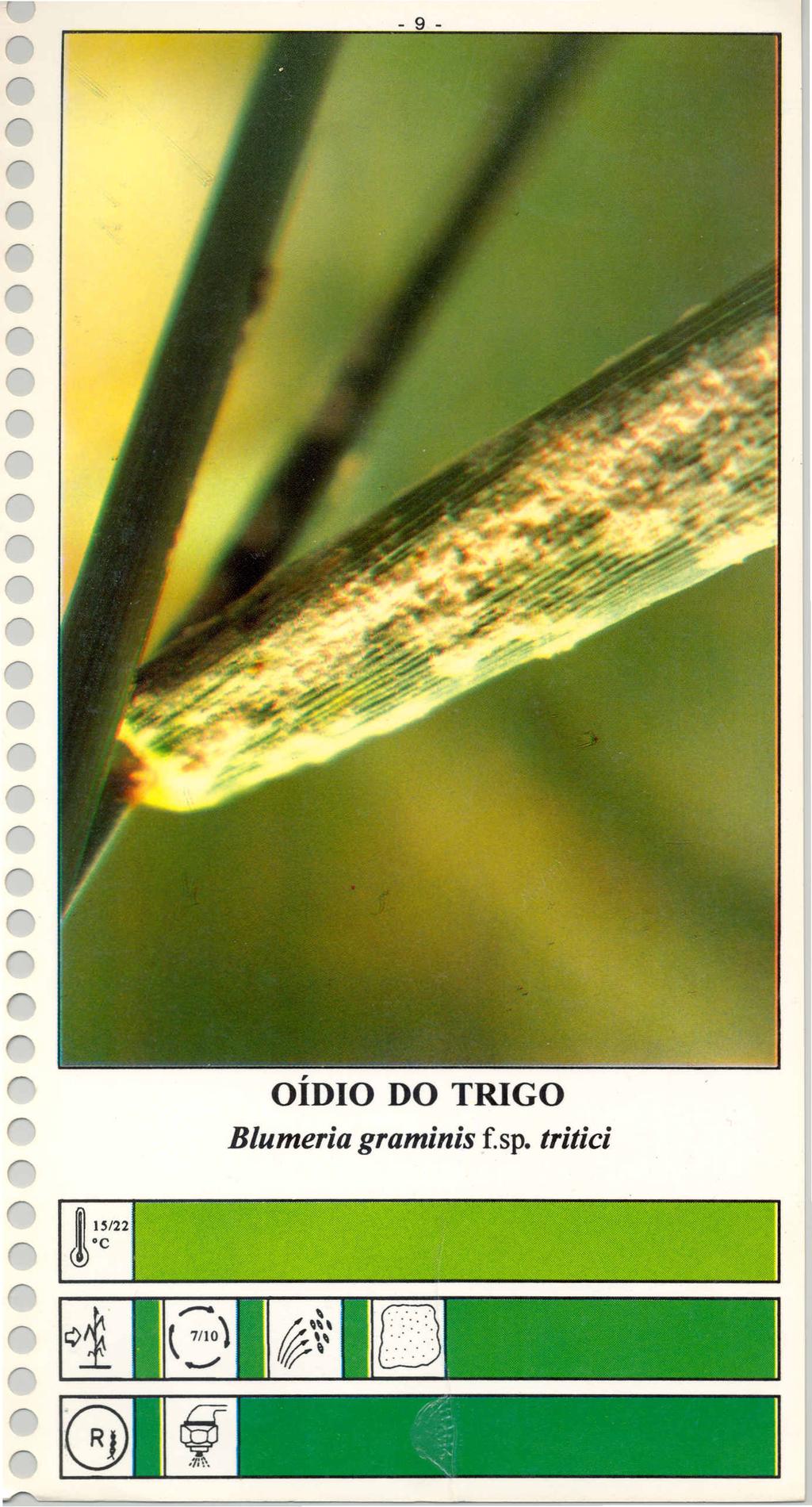 OÍDIO DO TRIGO