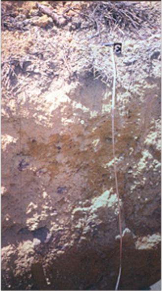 Caracterização de solos do Grupo Barreiras no Amapá 2-5-2 0,7 (a) Reﬂectância 0,6 0,3 0,2 0,1 55-85 12-55 0-12 85-150