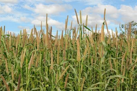 Milheto Produção: até 70-90 toneladas MV por hectare Apresenta características semelhantes as