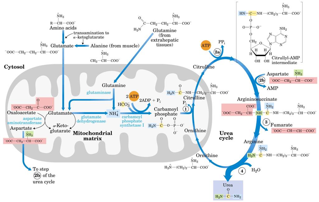 Fígado 2. O segundo grupo amino é introduzido na forma de aspartato pela argininosuccinato sintetase 3. Argininosuccinato é clivada pela liase formando arginina e fumarato 1.