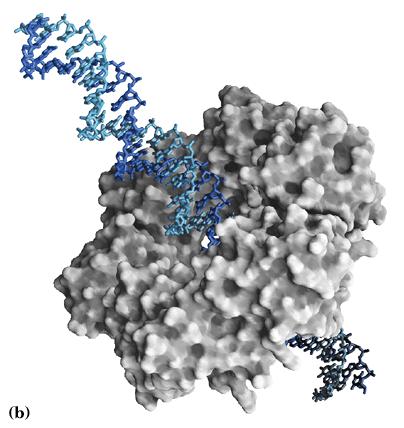 DNA polimerase III