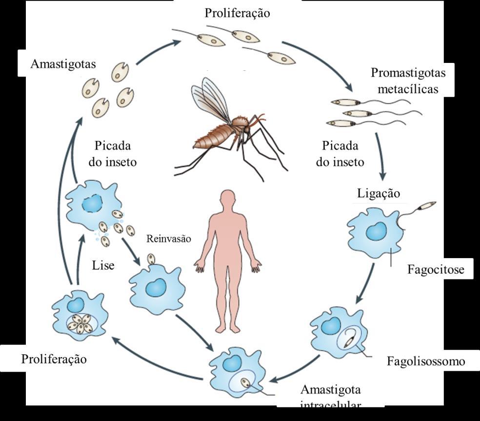 REVISÃO BIBLIOGRÁFICA A internalização da Leishmania sp. se dá por meio de endocitose mediada por receptores presentes na superfície dos macrófagos.