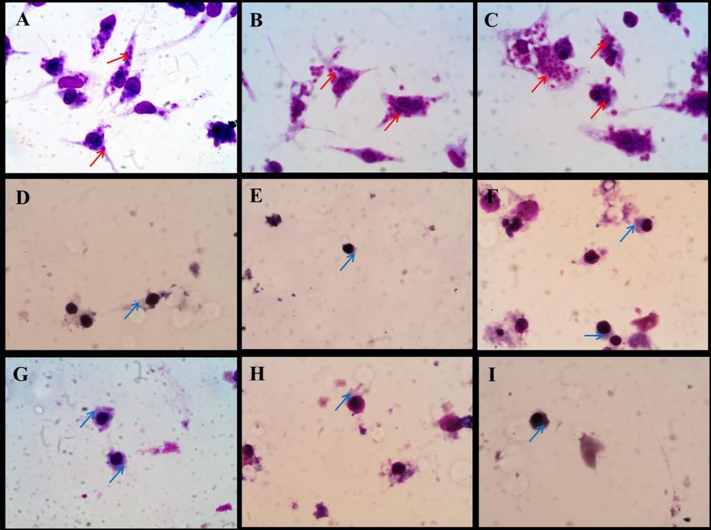 RESULTADOS E DISCUSSÃO concentrações (500 a 3,9 µg/ml) em cultura de macrófagos peritoneais murinos infectados por L. amazonensis, nos tempos de tratamento de 24, 48 e 72 horas.