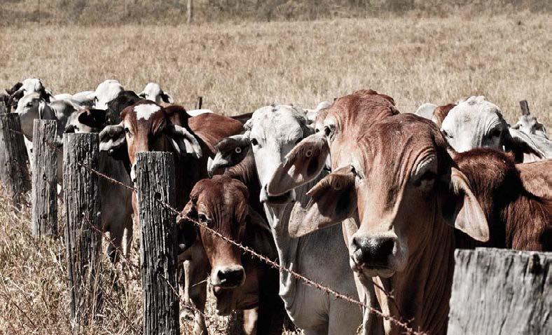 FIQUE SABENDO Por Maisa Módolo EXPORTAÇÃO DE CARNE BOVINA TEM MELHORA EM FEVEREIRO Por Paola Jurca APÓS PICO EM JANEIRO, PREÇOS DO AÇÚCAR RECUAM EM FEVEREIRO Por Juliana Pila EXPORTAÇÃO DE LÁCTEOS