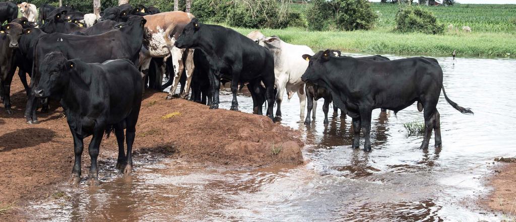 MERCADO DE REPOSIÇÃO MAISA MÓDOLO é engenheira agrônomo e analista da Scot Consultoria mv@scotconsultoria.com.