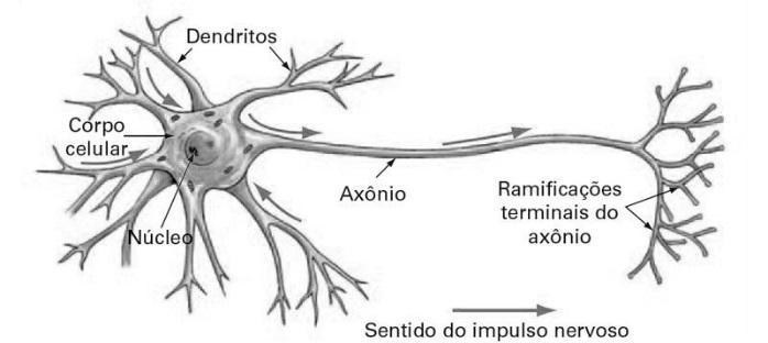 48 funções específicas e complementares: corpo, dendritos e axônio. Uma representação do neurônio é apresentada na Figura 9.