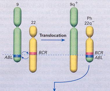 Leucemia Mielóide Crônica. Cromossomo Philadelphia BCR-ABL Tirosino-cinase alongada. Regulação da divisão celular.