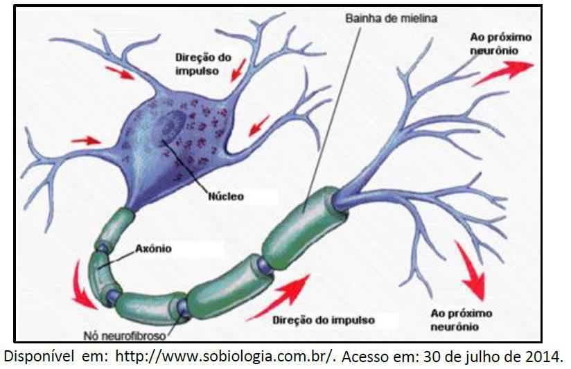 O impulso nervoso se propaga em um único sentio na fibra nervosa. Denritos sempre conuzem o impulso em ireção ao corpo celular.