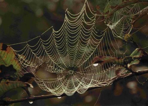 Estruturas da Natureza Teia