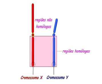 Aula 23: Herança sexual e outros casos A grande maioria dos animais têm a organização genética dos indivíduos formada por 1 par de cromossomos sexuais (envolvidos na determinação do sexo) e outros