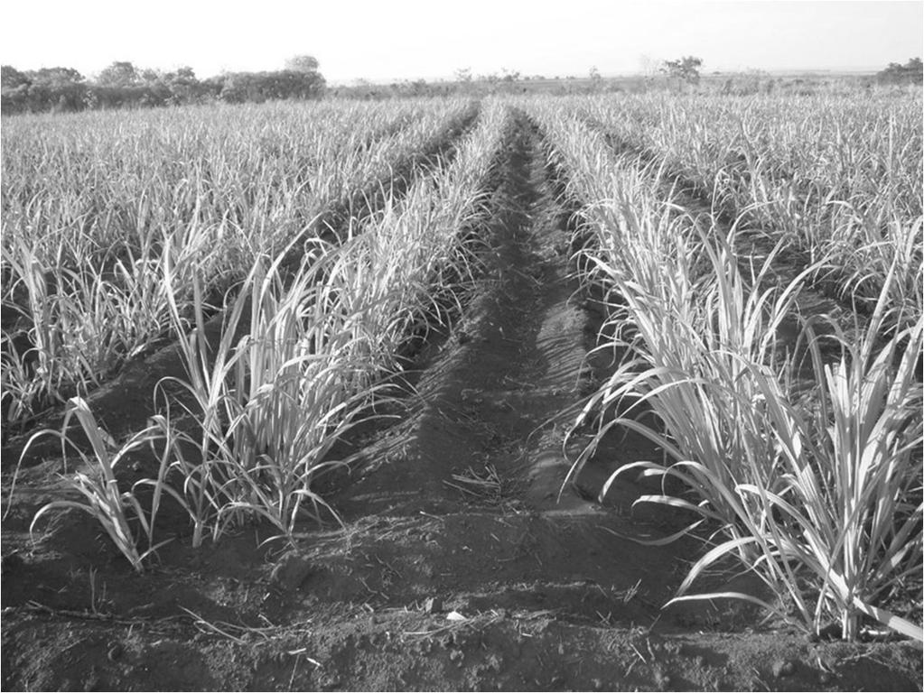 setorização da agroindústria da cana-de-açúcar
