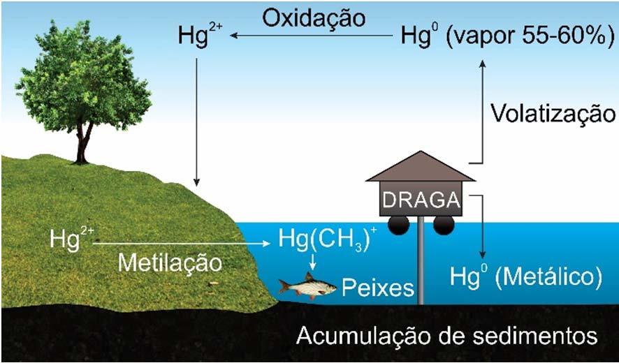 29. (UFMG / Adaptado) Na extração do ouro, os garimpeiros costumam utilizar mercúrio. Nesse caso, boa parte desse metal é lançada no ambiente, o que se constitui em risco ambiental.