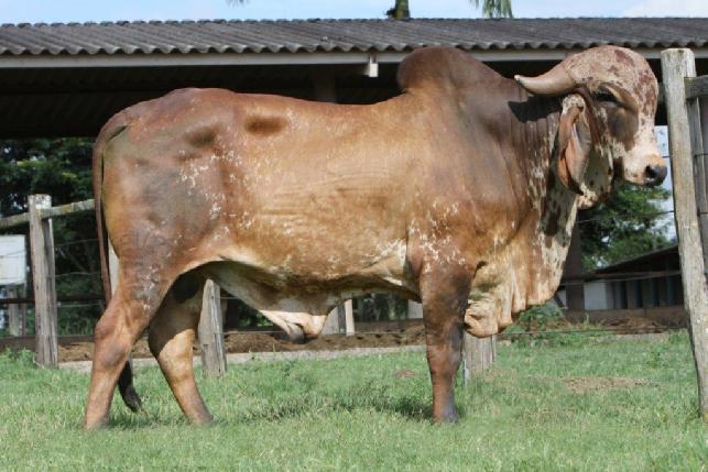 JABAQUARA - ANCHIETA/ES ELIO VIRGINIO PIMENTEL JANETE M. BORTOLINI B.