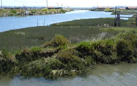 área total da parcela) 10%, onde se verifica a presença de arvoredo florestal que pelas suas características ou forma de exploração tenha atingido, ou venha a atingir, porte arbóreo (altura superior