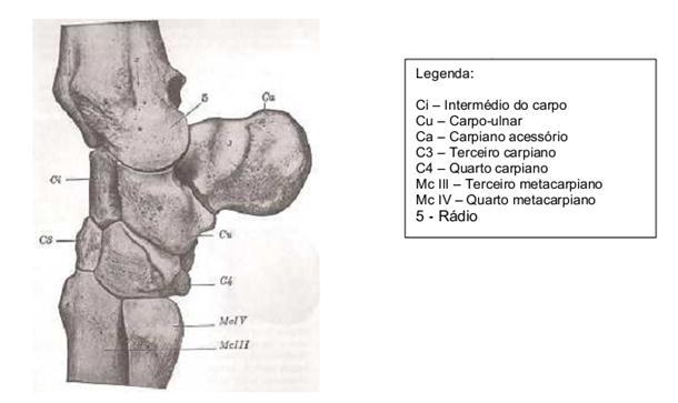 13 Figura1- Ossos do carpo e metacarpo vista lateral dos equinos Fonte GETTY, 1986 Figura 2- Parte distal do membro torácico vista lateral dos equinos Fonte GETTY, 1986 2.1.3. Tarso e Metatarso O tarso é composto por seis ossos curtos dispostos como no carpo, em duas partes, uma proximal e outra distal (BUDRAS et al.
