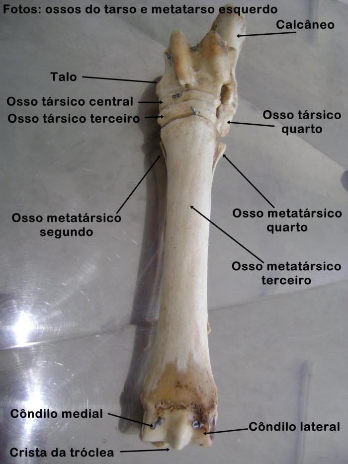 14 plantar ao terceiro osso do tarso. O terceiro osso do tarso é bastante semelhante ao osso central do tarso.