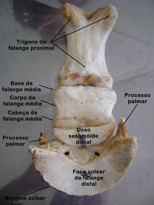 Sesamoídes O osso navicular ou sesamóide distal se encontra palmar à junção das falanges, média e distal e está em