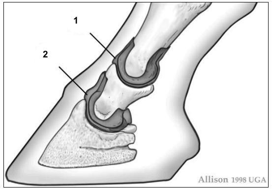 18 Figura 7- Articulações interfalangianas do membro torácico dos equinos 1- Articulação Interfalangeana proximal 2- Articulação Interfalangeana Distal Fonte: PARKS (2003)