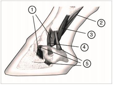 19 Figura 8- Ligamentos digitais do membro torácico dos equinos Fonte: PARKS (2003) Na extremidade distal do membro do equino existem tendões de inserção de dois músculos flexores e dois extensores.