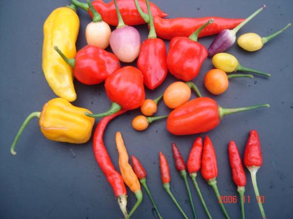 Manejo: D PIMENTAS - (Capsicum ssp.