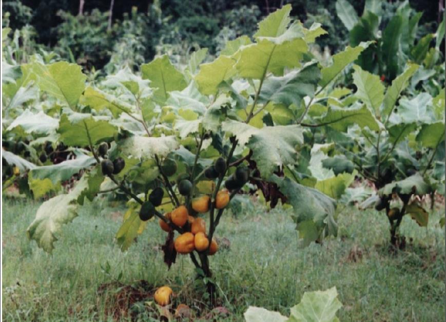 CUBIU (Solanum sessiliflorum DUNAL)