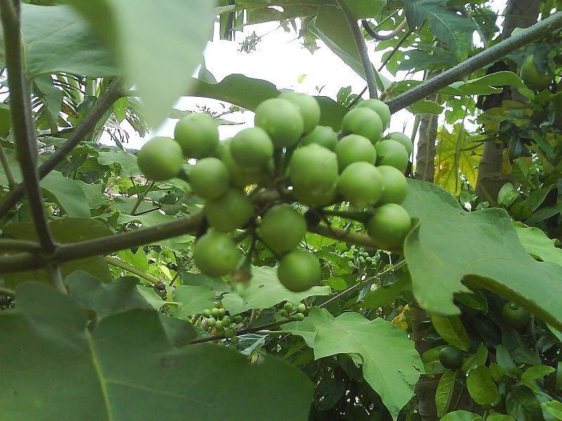 JURUBEBA: (Solanum stramonifolium L) Solanaceae USO: Febre, diabetes, anemias, inflamações
