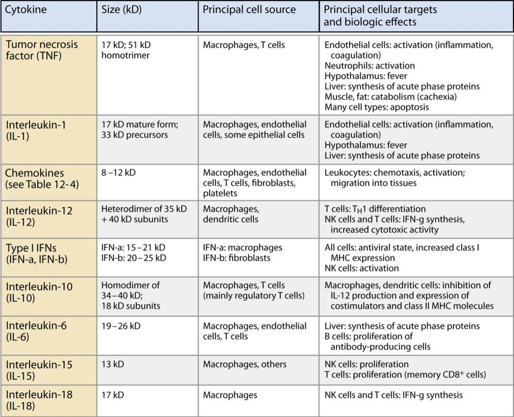 Tabela 1: Citocinas com efeitos biológicos na imunidade inata.