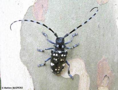 4: Larva BIOECOLOGIA Este inseto tem como principais hospedeiros várias espécies: Acer spp. Aesculus hippocastanum, Alnus spp., Bétula spp.