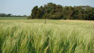 Cultivares de Trigo e Triticale Embrapa e Iapar Qualidade Industrial A qualidade industrial é um fator decisivo na comercialização de trigo e é determinada por fatores genéticos e ambientais.