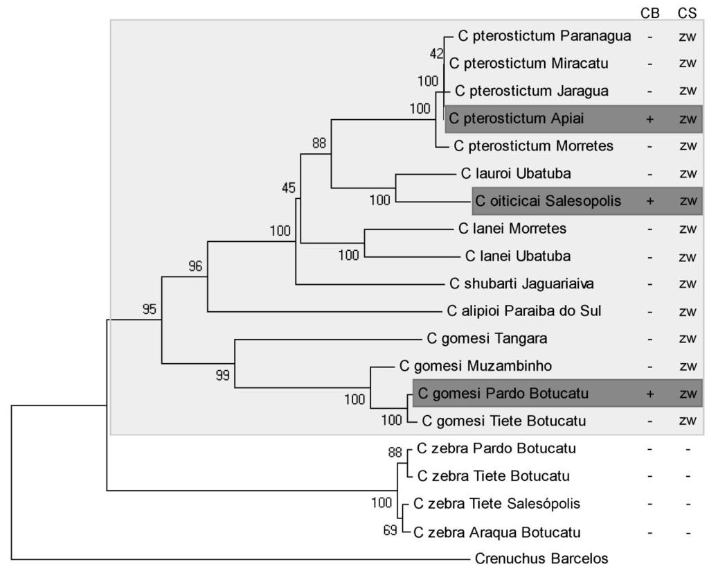 65 Resultados e Discussão Capítulo 1 Figura 7 Árvore construída pelo método de ML, com base em uma matriz de sequências do gene Citocromo B, testada a partir de 1000 pseudoréplicas de