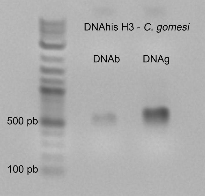 Em a, amplificações a partir do DNA dos cromossomos B microdissecados e em b, amplificações a partir do DNA genômico de