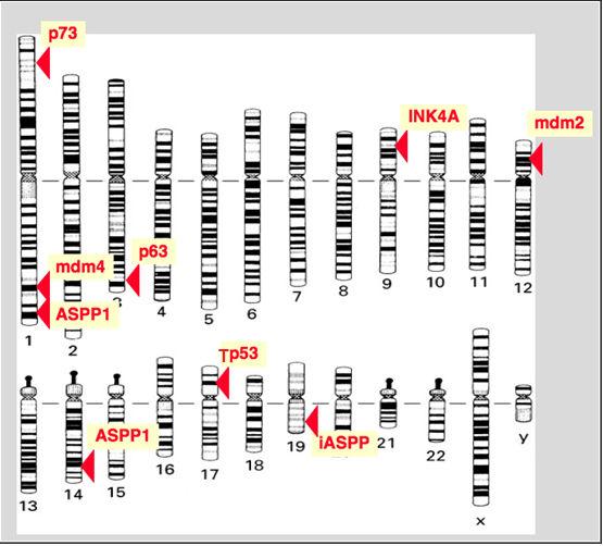 22 éxons (Figura 05) e codifica uma fosfoproteína nuclear (p53) de massa molecular de 51 a 53 kda. A proteína p53 é um potente fator de transcrição (Pflaum et al.