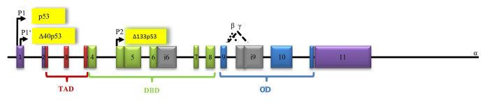 Arquitetura e estrutura do gene TP53 humano: splicing alternativo (α,β,γ), promotores alternativos (P1, P1, P2), domínio de ativação (TAD), domínio de ligação ao DNA (DBD) e domínio de oligomerização