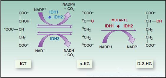 33 Figura 12. Reações químicas catalisadas por enzimas dos genes IDH1 e IDH2 do tipo selvagem e mutantes IDH1/2 derivados de tumores.