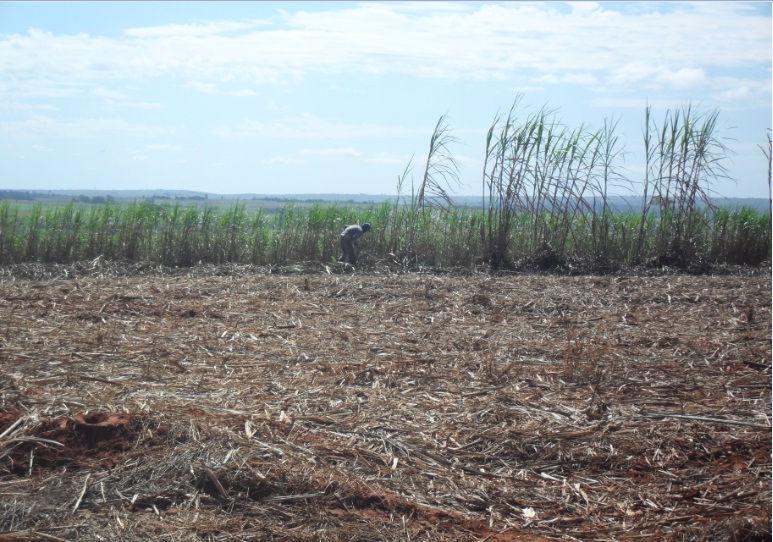 Foto 2: Fazenda Santa Maria, município de Teodoro Sampaio - Cana-de-Açúcar. Fonte: Camila Ferracini Origuéla, 2010.