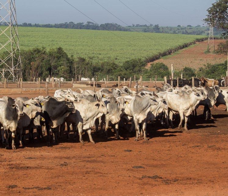 ESTATÍSTICA DA PECUÁRIA SUDESTE DE MT Mercado do boi gordo estável na região Sudeste de Mato Grosso. O preço de referência está em R$128,00/@, a prazo, desde o dia 5 de agosto.