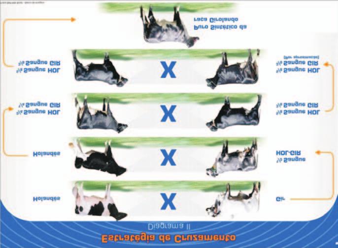 18 Programa de Melhoramento Genético da Raça Girolando Teste de Progênie: Sumário de Touros 2010 Figura 3.