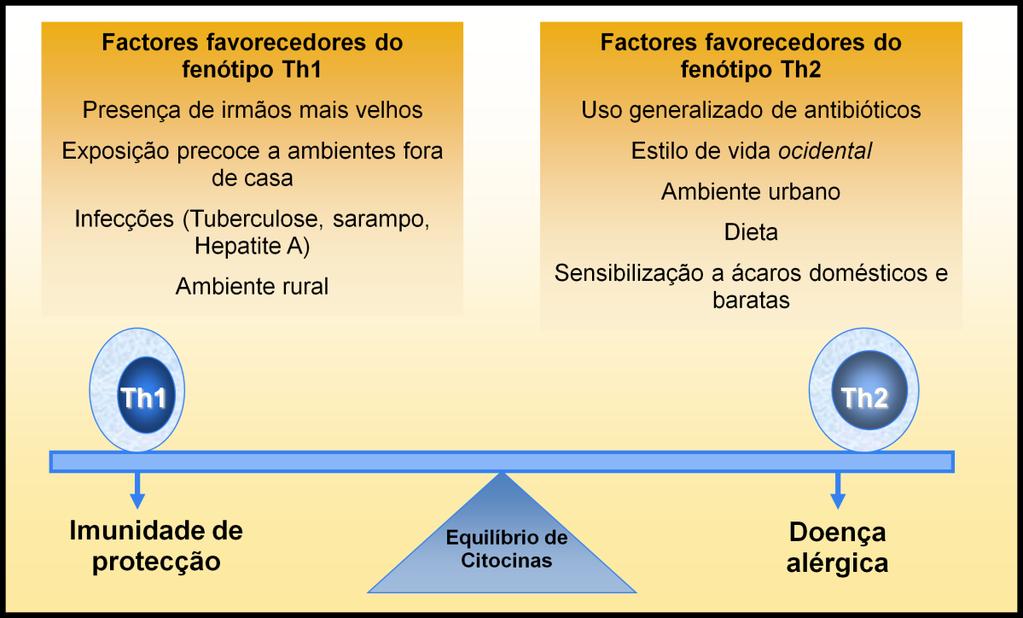 2.1.3 - Linfócitos T h1 e T h2 Tabela 2 - Resposta imunológica a um estímulo de um alergénio 1,2,10 Normal: Doente atópico: Resposta imunológica suave, com produção de anticorpos específicos da