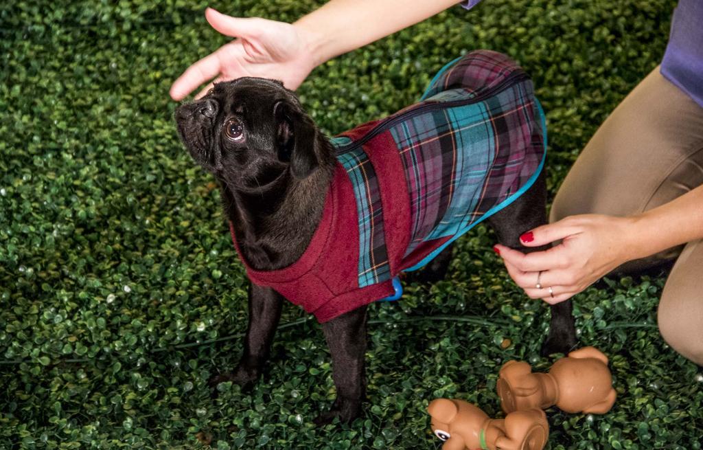 3 CONFECÇÃO DE ROUPINHAS PARA CACHORROS Aviamentos A escolha dos aviamentos deve levar em conta o conforto e a segurança do cão e não apenas a estética.