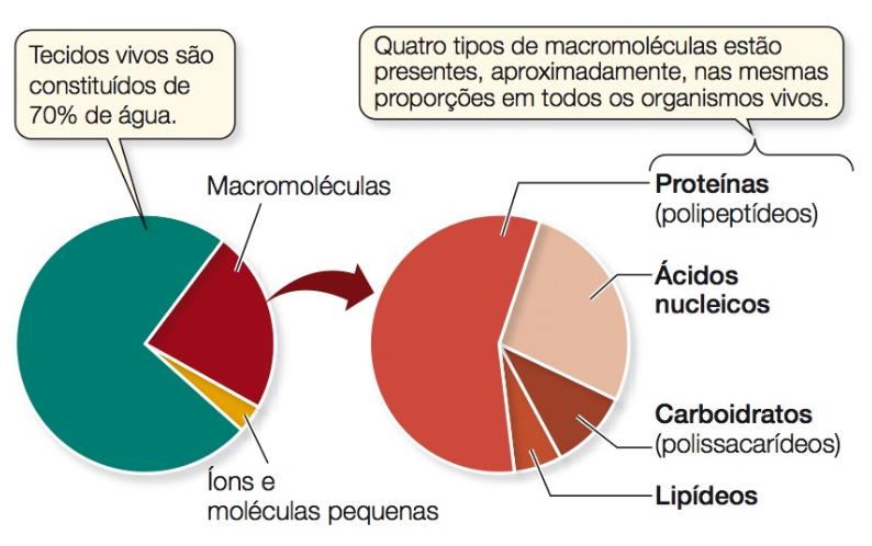 Macromoléculas Carboidratos Questões para a aula de hoje: Quais são as estruturas químicas e as funções dos carboidratos? Quais são as estruturas químicas e as funções das proteínas?