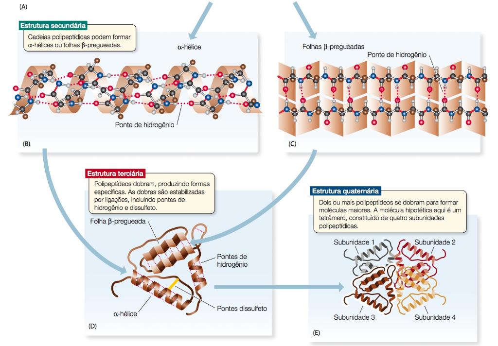 Proteínas A estrutura quaternária de