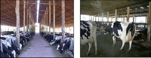 Considerações finais e recomendações A produção de leite que enfrenta várias dificuldades produtivas depara-se com mais um fator a ser administrado, o ambiental, de modo que produtores e