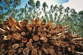 Compromissos COP 21 Produtos florestais Sequestro de